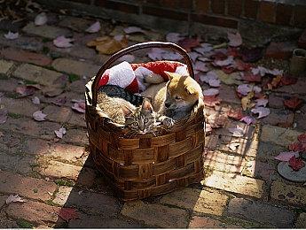 传闻：《烈火战车》重启作已移交给Firesprite开发